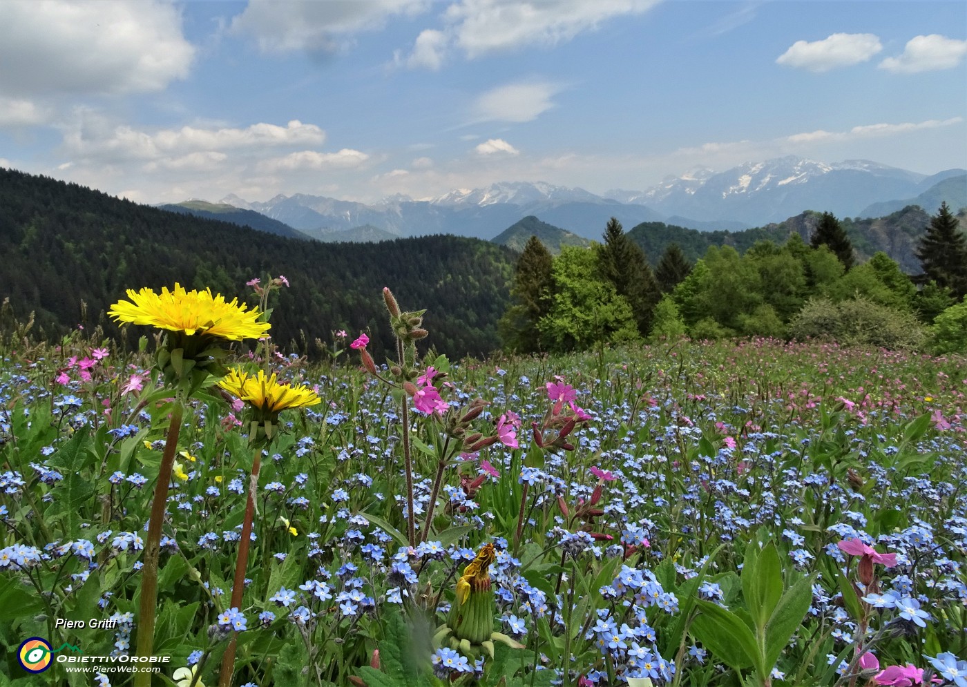 66 Il rosa della silene dioica, il giallo del tarassaco, l'azzurro dei nontiscordar.JPG